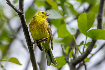 Goldammer (Emberiza citrinella) Männchen