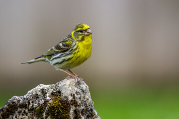 Fototapeta premium Girlitz (Serinus serinus) Männchen