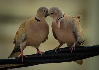 Pigeon love 
