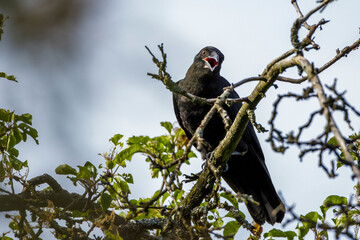 Fototapeta premium Rabenkrähe (Corvus corone)