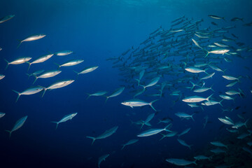 Fuseliers and rainbow runners school above coral reef 