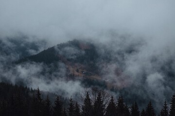 the magic of the Carpathian forest