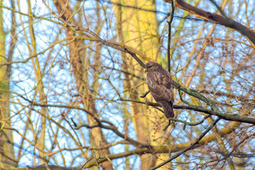 Hawk in the park on a tree branch in the winter. Den Haag. Netherlands