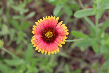 flower in the garden