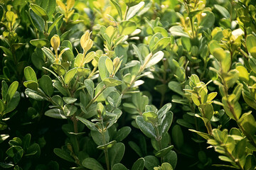 Obraz premium Young spring greenery / grass in the morning sun. Spring natural background. Green plants texture. green grass.