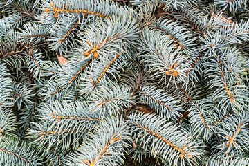 Naklejka na ściany i meble Branches of fir trees growing in forest.