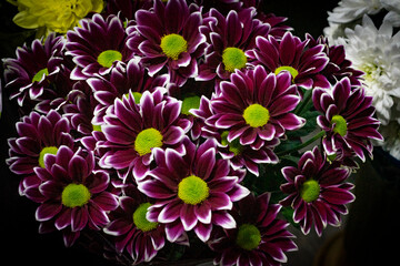 Picture of a bouquet of purple chrysanthemums with white edges of petals