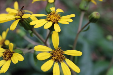 yellow flowers in the garden