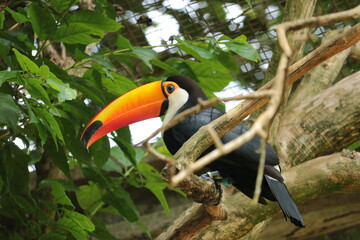 Tucano