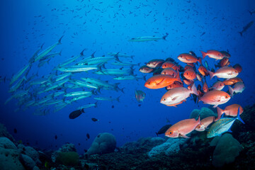 Schooling pinjalo snapper and baracuda swiming above coral reef