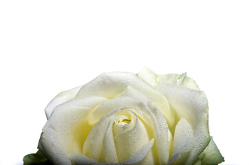 Studio Photography Of A Rose Bloom