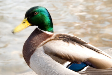 Duck On A Lake