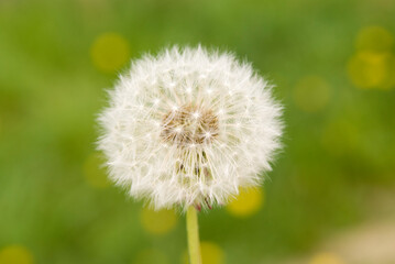 Dandelion Before Green Background