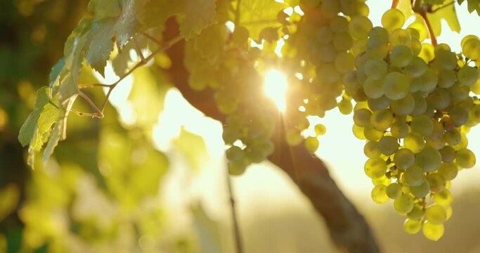 Yellow grapes hang in the vineyard, through which the sun shines