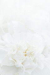 Obraz na płótnie Canvas White Flower Background, Sympathy Card, White Carnation Wedding Background, Floral Macro Closeup