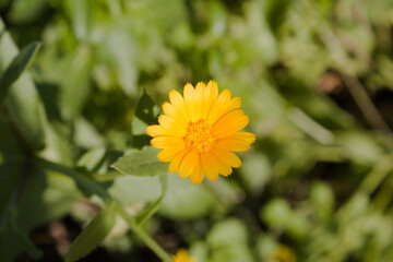 A yellow wildflower and green leaves.
