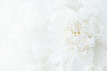 Fototapeta na wymiar White Flower Background, Sympathy Card, White Carnation Wedding Background, Floral Macro Closeup