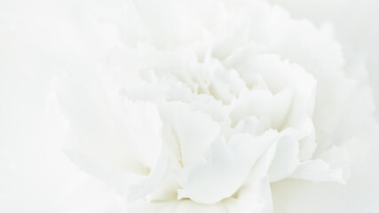 Obraz na płótnie Canvas White Flower Background, Sympathy Card, White Carnation Wedding Background, Floral Macro Closeup