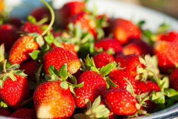 Juicy red strawberries in a bowl close-up.