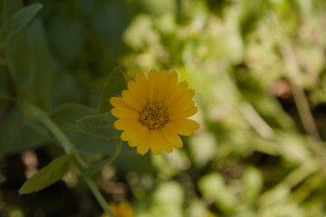 A yellow wildflower and green leaves.