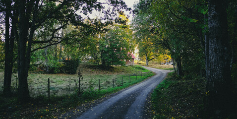 Fototapeta premium Country road in the woods