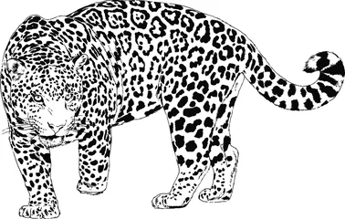 Foto op Plexiglas large leopard preparing to attack, hand-drawn for logo or tattoo © evgo1977