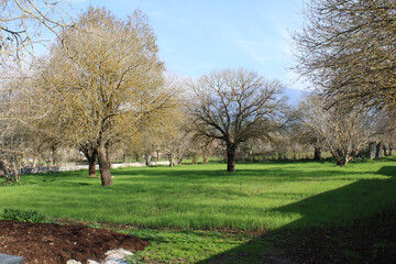 Obraz premium Blue sky, winter, dry trees and blooming grass.