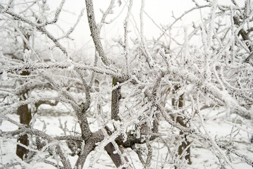 Trees in Winter Landscape
