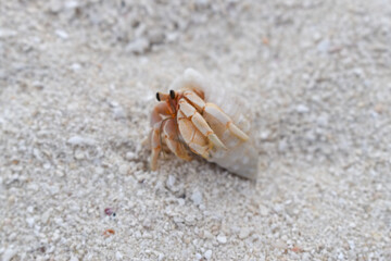 Paguro sulla spiaggia