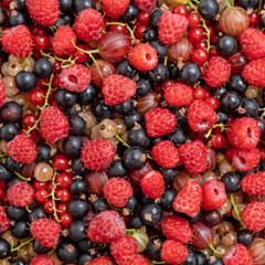 Berry. Berries background mix of raspberries, red and yellow currants, gooseberries, blackberry. Studio shot, closeup, close-up