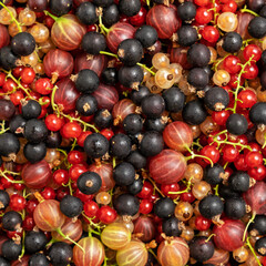 Berry. Berries background mix of raspberries, red and yellow currants, gooseberries, blackberry. Studio shot, closeup, close-up