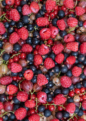 Berry. Berries background mix of raspberries, red and yellow currants, gooseberries, blackberry. Studio shot, closeup, close-up