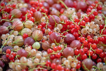 Berry. Berries background mix of raspberries, red and yellow currants, gooseberries, blackberry. Studio shot, closeup, close-up