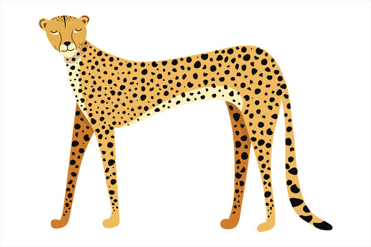 Vector illustration beautiful cheetah, Side view. Big wild cat isolated on white background. Fastest mammal animal. Perfect for logo, t-shirt, card, poster