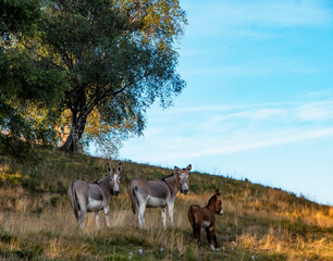 
Three donkeys grazing in the mountains.