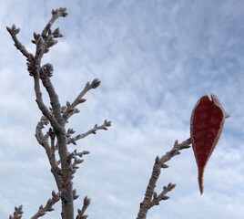 bird on tree © Joanna