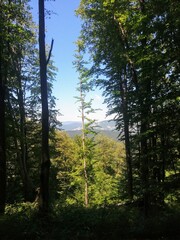 Obraz premium trees in the forest