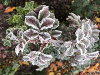 frost covered branches