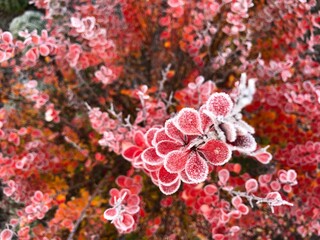 red and yellow flowers © Joanna
