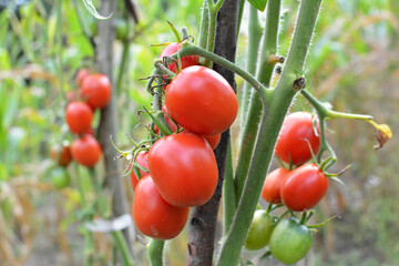 Tomatoes are grown in the open ground