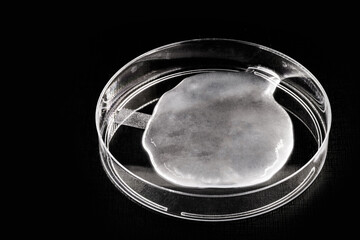 petri dish with alcohol gel, chemical study, laboratory research