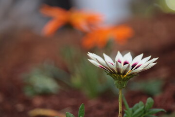 Flores