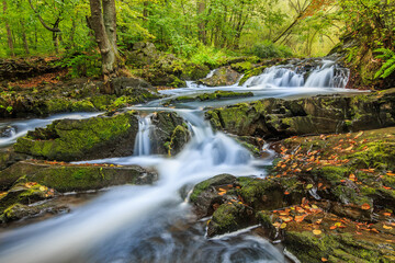 Selke waterfall in the Harz. River course with moss-covered rocks and stones. Deciduous trees on the riverside. Seasonal leaves on the surface of the water and on the stones