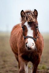 Close-up portrait of a little foal of a pony.