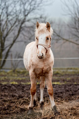 Close-up portrait of a little foal of a pony.