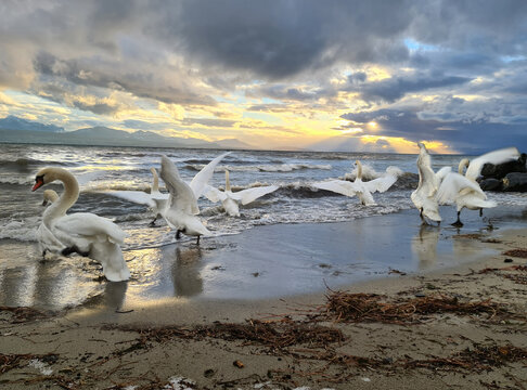 Cygne et envole