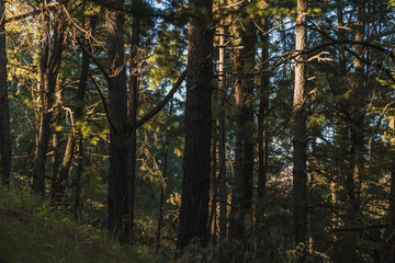 Autumn / winter landscape in the forest, beautiful sunset with golden light, which enters through the branches of the trees and creates an atmosphere of soft and warm light. 3