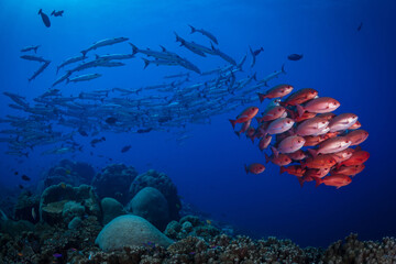 Fototapeta na wymiar Schooling pinjalo snapper and baracuda swiming above coral reef