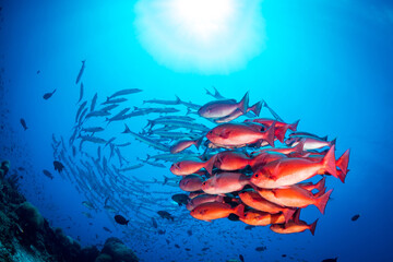 Schooling pinjalo snapper and baracuda swiming above coral reef