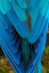 Obraz premium blue macaw feathers